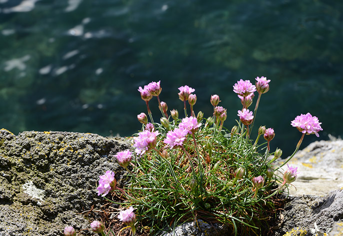 Photo Mull