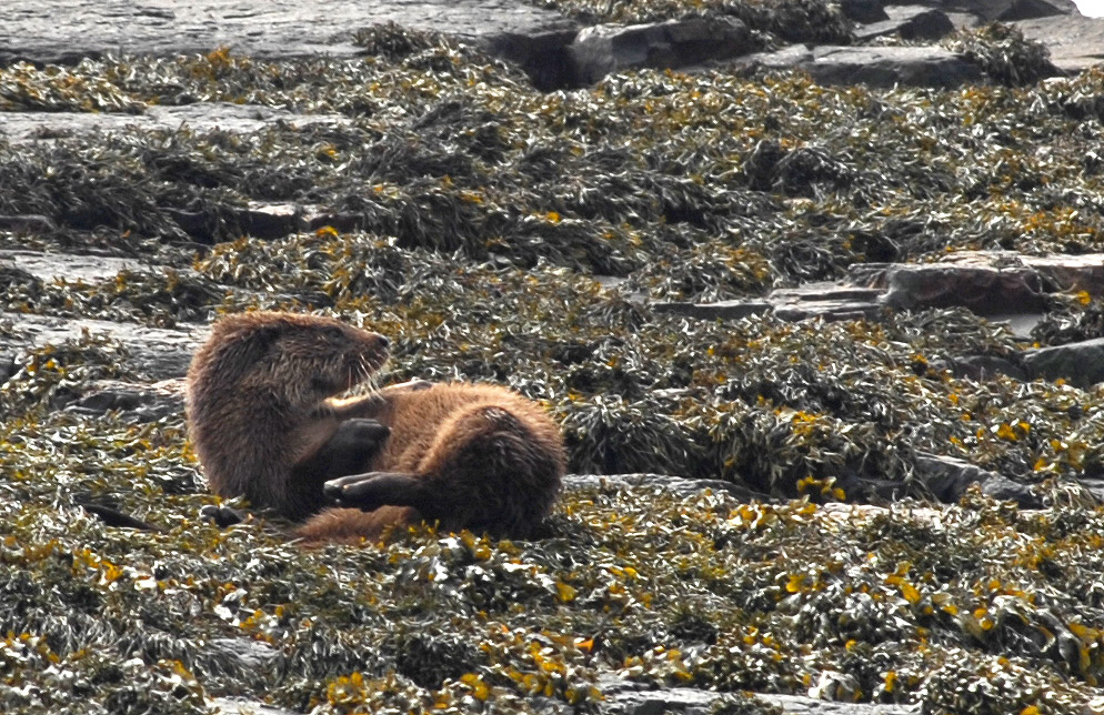 photo mull otter