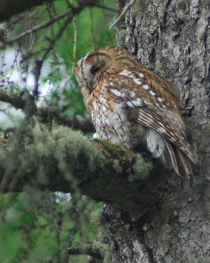 Photo Mull Tawny